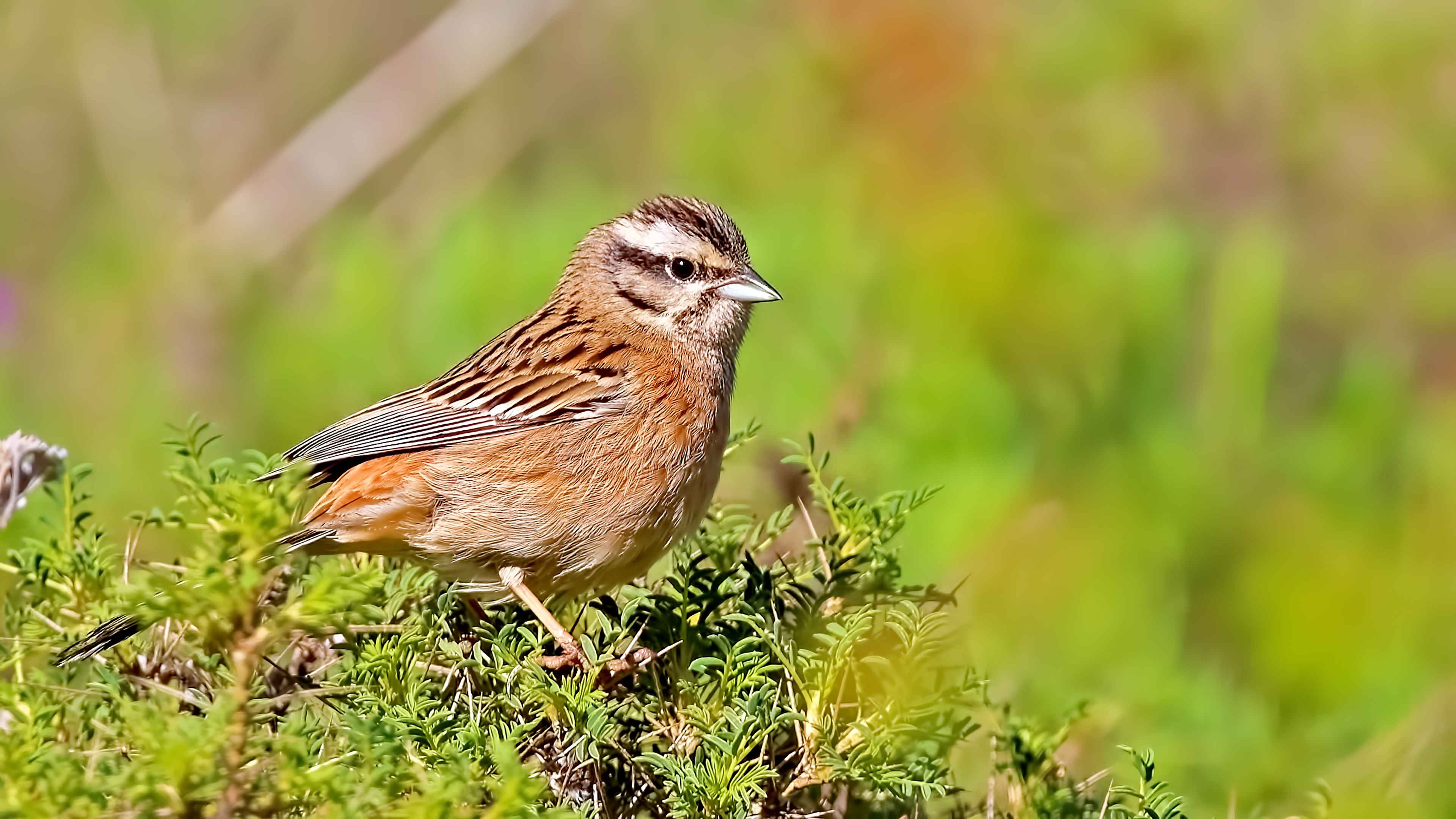Rock Bunting